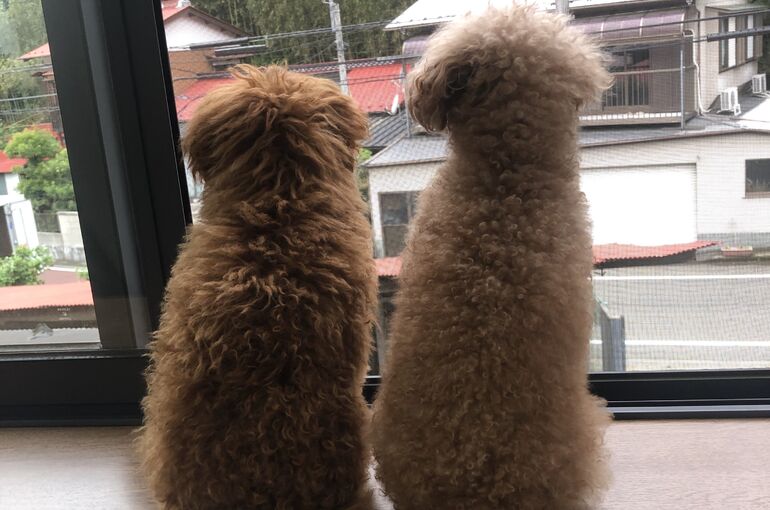看板犬ティカッププードル　足柄上郡松田町寄